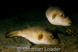 Immaculate Pufferfish - under the jetty at Air Batang on ... by Christian Loader 